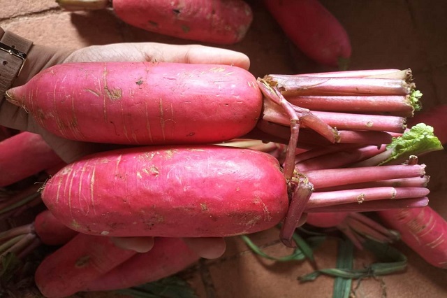 Red radish